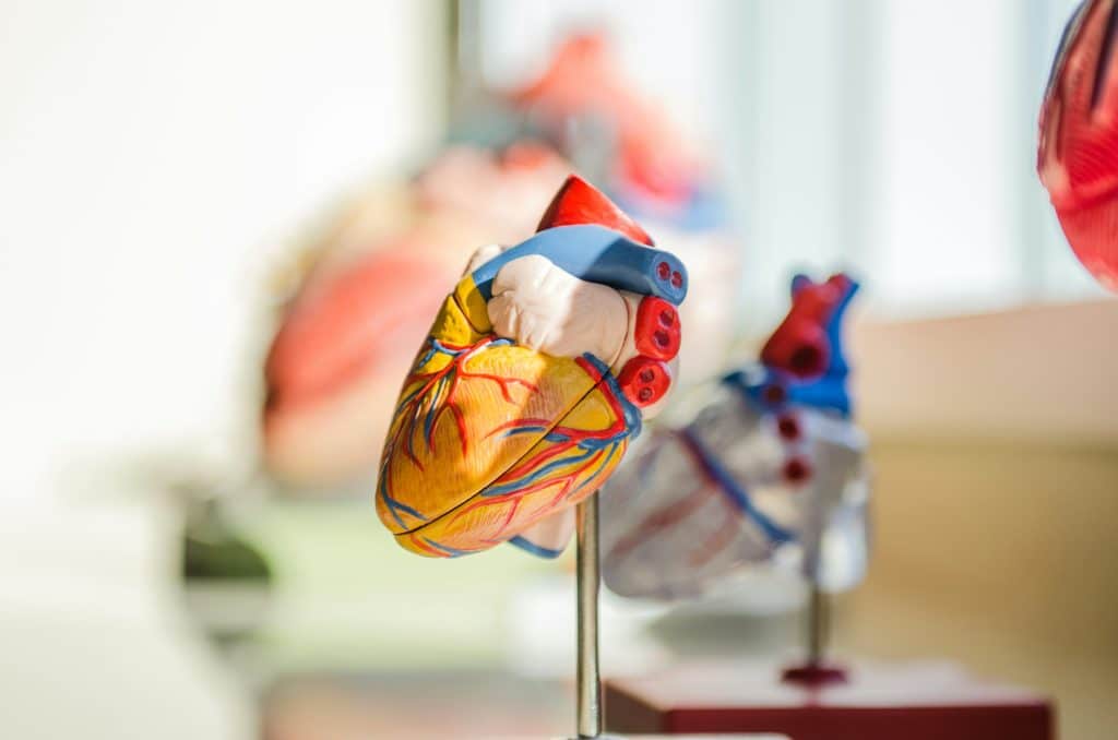 model of anatomically correct heart
