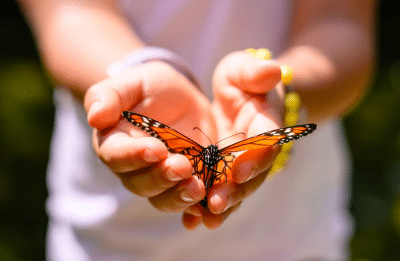 A vibrant monarch butterfly rests gently on a child's open hands in a lush outdoor setting