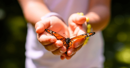 A vibrant monarch butterfly rests gently on a child's open hands in a lush outdoor setting